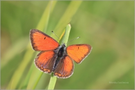 <p>OHNIVÁČEK MODROLEMÝ (Lycaena hippothoe) Šluknovsko - Kunratice u Šluknova ---- /Purple-edged copper - Lilagold-Feuerfalter/</p>